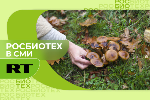 Россиян предупредили, что сбор грибов и ягод у дороги может быть опасным